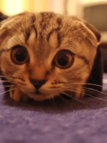 喵星人GIF 猫咪动态图表情包