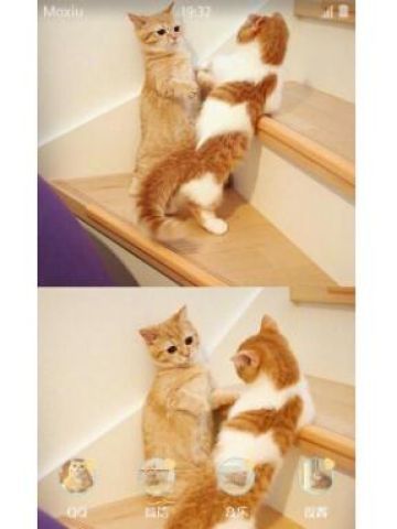 超可爱橘猫安卓手机主题下载