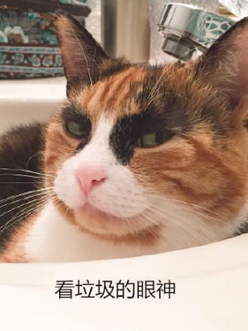 看垃圾的眼神 猫咪表情包下载