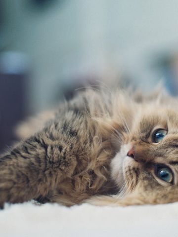 铲屎官专用 萌宠喵星人高清电脑壁纸