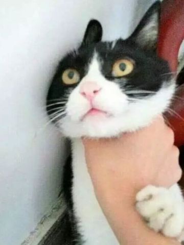 超级可的猫咪表情包下载