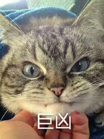 猫咪超凶 世界最凶的猫咪表情包