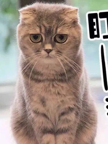 超可爱猫咪系列表情包 撒个娇萌死你