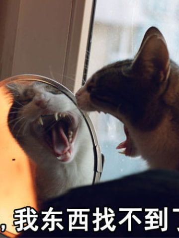 有妈在的日常 猫咪表情包