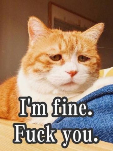 搞怪高清的小猫带字表情图片表情包大全