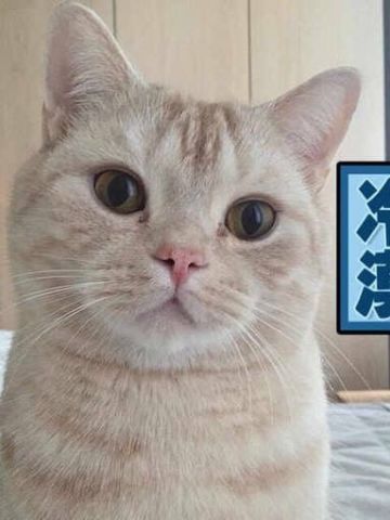 搞怪小猫带字表情图片表情包