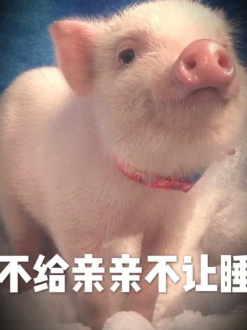 小猪图片小猪表情包