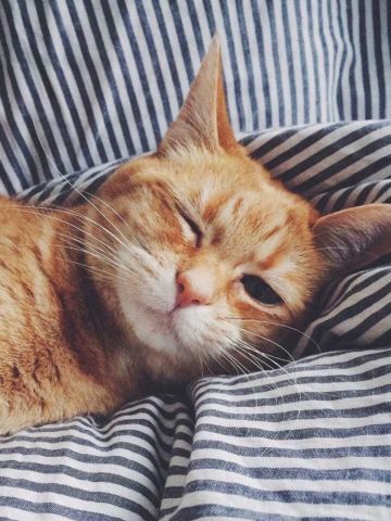 超可爱喵星人小动物手机壁纸