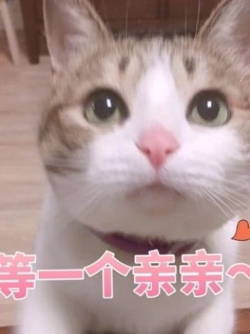 超傲娇猫咪微信聊天表情包