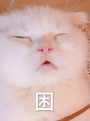 快哄我 超可爱猫咪表情包