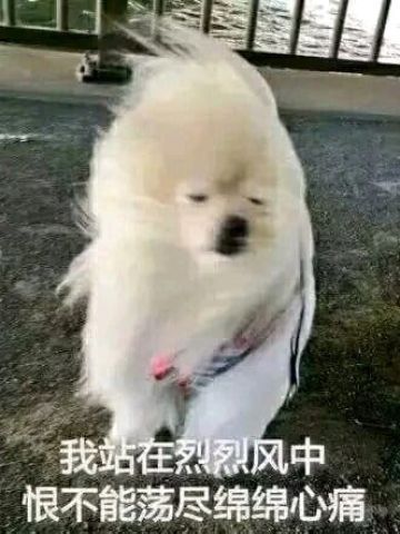 实在是太太太太太冷了 冬天寒冷表情包