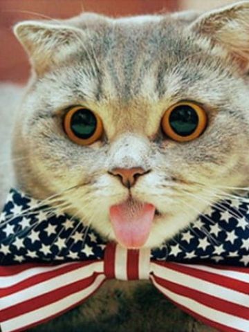 做鬼脸的表情包