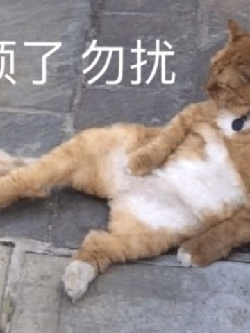 搞笑小猫表情包