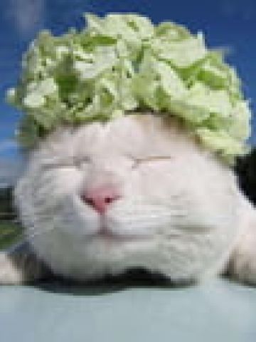 老子真可爱--可爱动漫斗图表情校园第5弹