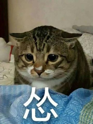 撩妹可爱呆萌猫斗图沙雕表情包第二弹