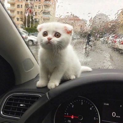 喵星人图片小猫咪qq头像