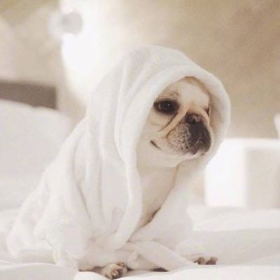 赖床是对冬天的基本尊重 狗子qq头像