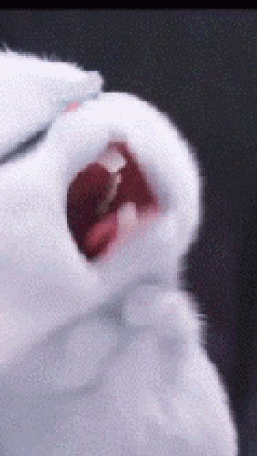 爱宠大机密 贱萌小白兔 GIF表情包