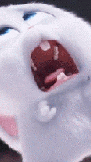 爱宠大机密 贱萌小白兔 GIF表情包