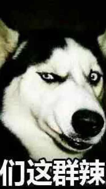 哈士奇系列趣味表情包 藐视一切的物种