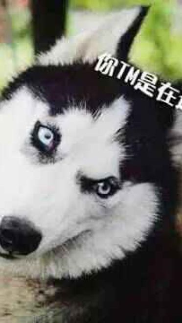 哈士奇系列趣味表情包 藐视一切的物种