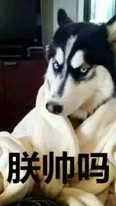 哈士奇系列趣味表情包 藐视一切的物种