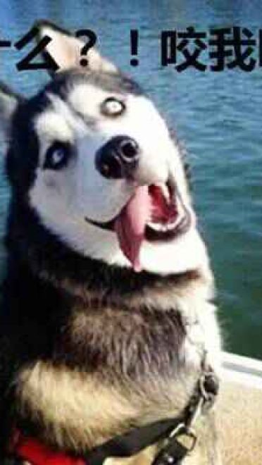 哈士奇系列趣味表情包 藐视一切的物种