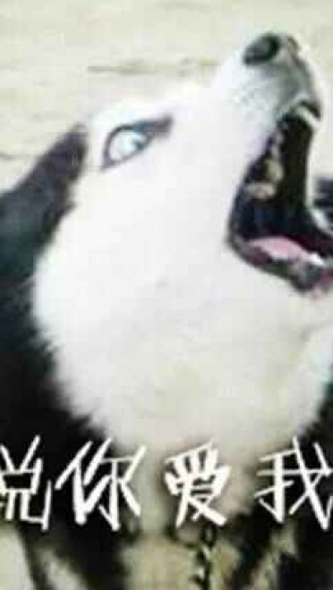 哈士奇系列趣味表情包 藐视一切的物种