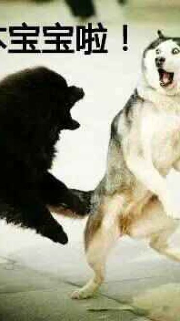 哈士奇系列趣味表情包 藐视一切的物种