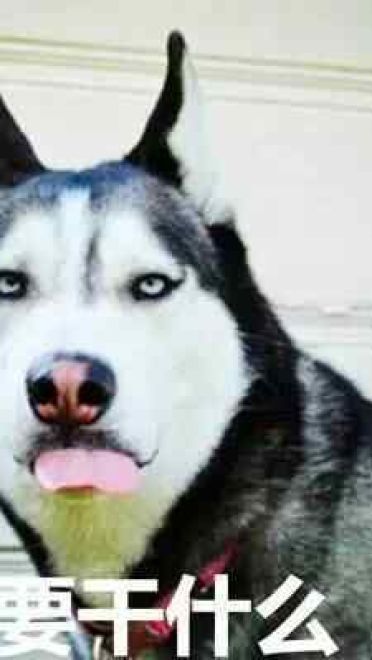 哈士奇系列趣味表情包 藐视一切的物种