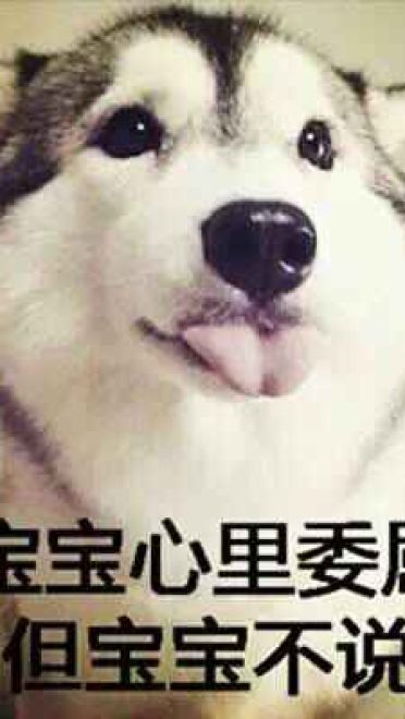 哈士奇系列趣味表情包 藐视一切的物种