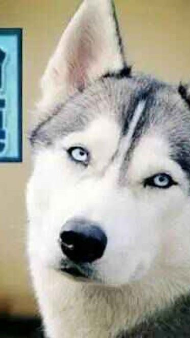 哈士奇系列趣味表情包 藐视一切的物种