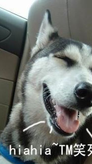 哈士奇系列趣味表情包 藐视一切的物种