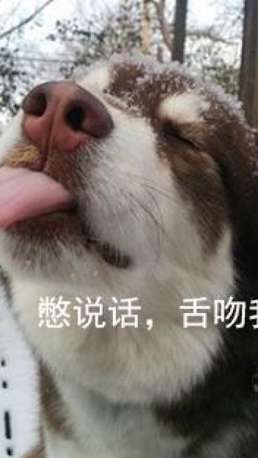 哈士奇系列趣味表情包 藐视一切的物种