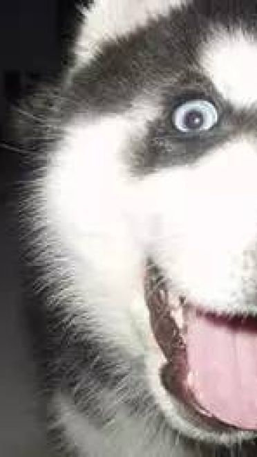 哈士奇系列趣味表情包 藐视一切的物种