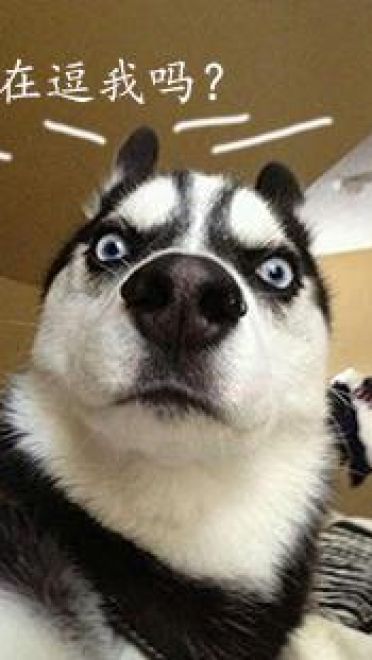 哈士奇系列趣味表情包 藐视一切的物种