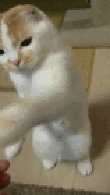 喵星人GIF 猫咪动态图表情包
