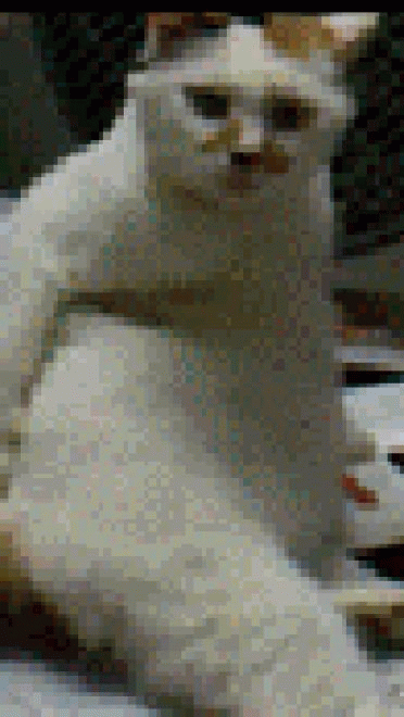 喵星人GIF 猫咪动态图表情包