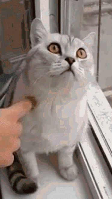 喵星人GIF 猫咪动态图表情包