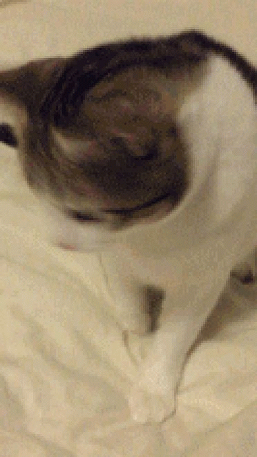 喵星人GIF 猫咪动态图表情包