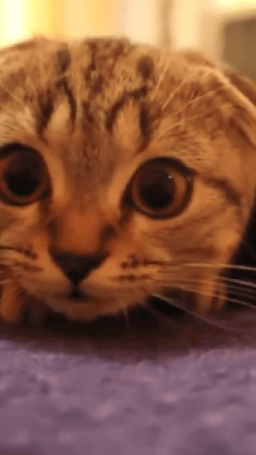 喵星人GIF 猫咪动态图表情包