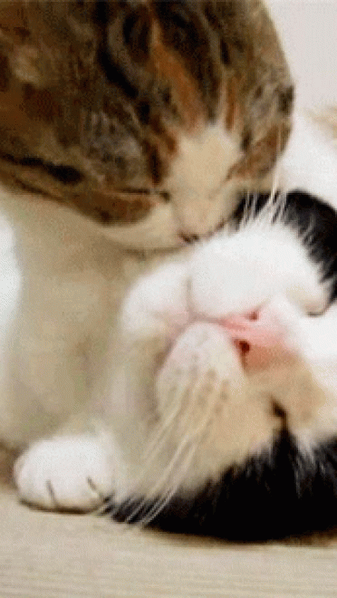 喵星人GIF 猫咪动态图表情包