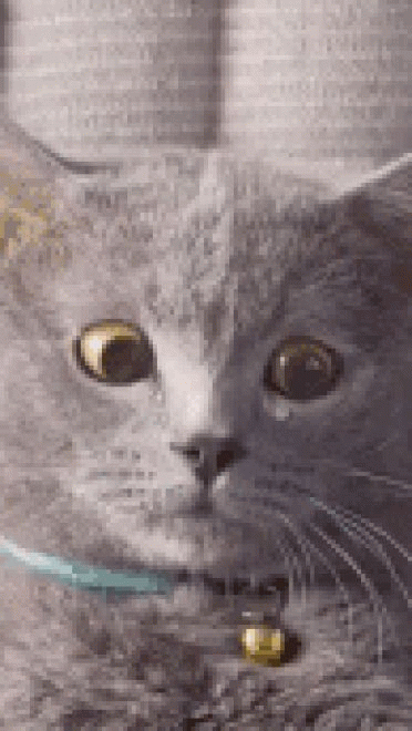 喵星人GIF 猫咪动态图表情包