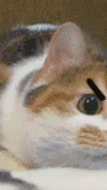 喵星人GIF 猫咪动态图表情包