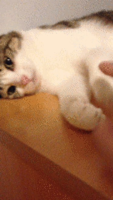 喵星人GIF 猫咪动态图表情包