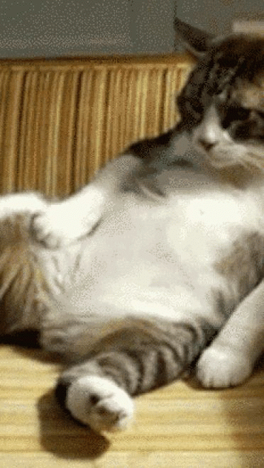 喵星人GIF 猫咪动态图表情包