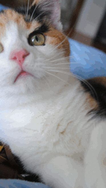 喵星人GIF 猫咪动态图表情包