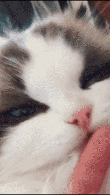 喵星人GIF 猫咪动态图表情包