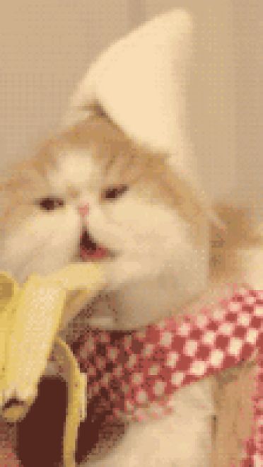 喵星人GIF 猫咪动态图表情包