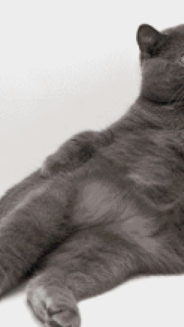 喵星人GIF 猫咪动态图表情包